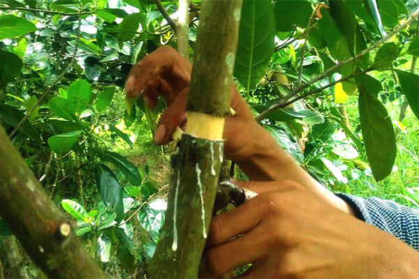 Bạn có thể thực hiện phương pháp chiết rễ với cây mít