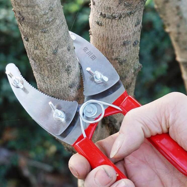 Bạn cần chuẩn bị đầy đủ dụng cụ chiết cành mít