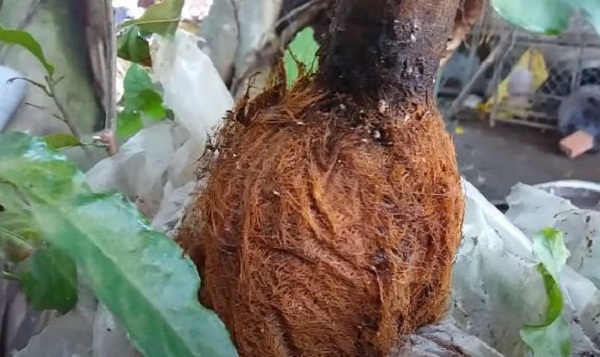 Sử dụng ni lông trong suốt để dễ dàng quan sát