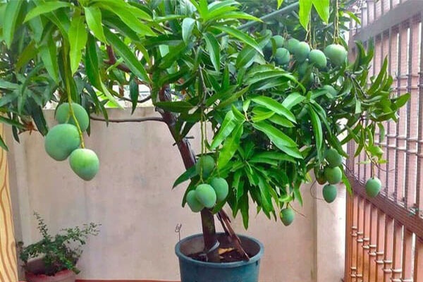 Chiết cành vào mùa phát triển mới của cây sẽ dễ dàng hơn