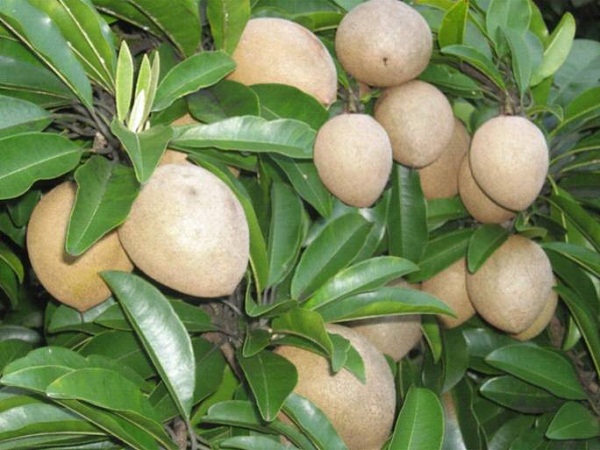 Hướng dẫn cách chiết cây hồng xiêm đơn giản nhất