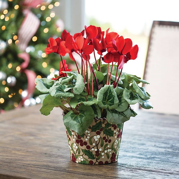 Hoa anh thảo tượng trưng cho sự duyên dáng và mạnh mẽ