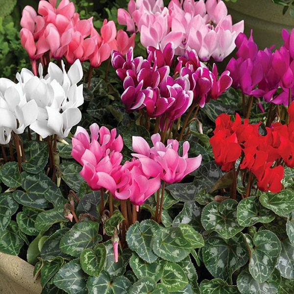 Trong hoa anh thảo chứa nhiều chất dinh dưỡng tốt cho sức khỏe con người