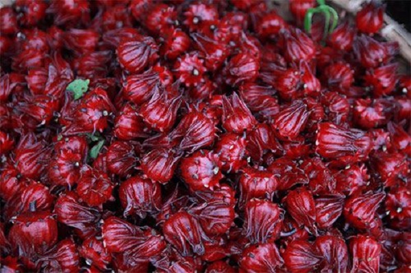 Trà hoa atiso đỏ có thể giảm bớt lượng mỡ trong máu