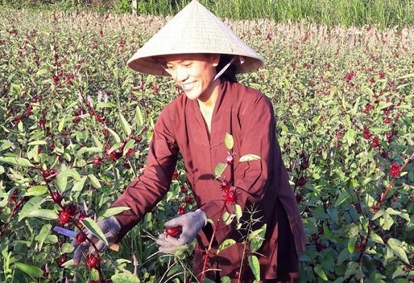 Không nên thu hoạch hoa vào trời mưa vì sẽ làm giảm chất lượng của quả