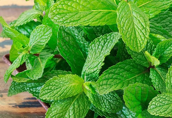 Có thể thu hoạch nhiều lần sau khi thu hoạch lần 1