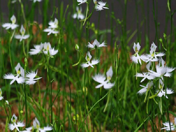 Chỉ cần chú ý giữ ẩm hoặc khô cho cây trong các mùa thì bạn sẽ có một chậu cây như mong đợi