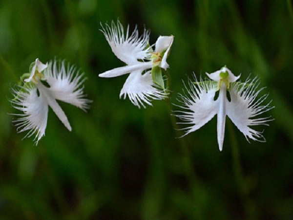 Hoa lan bạch hạc có vẻ đẹp rất lạ để trang trí cho nhà cửa thêm tươi mới