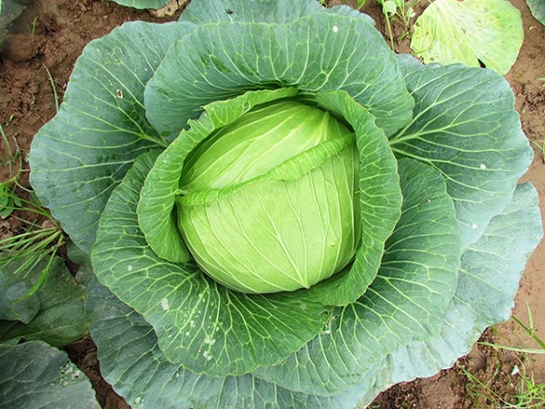 Chú ý chăm sóc cây rau bắp cải để cây có thể phát triển tốt nhất