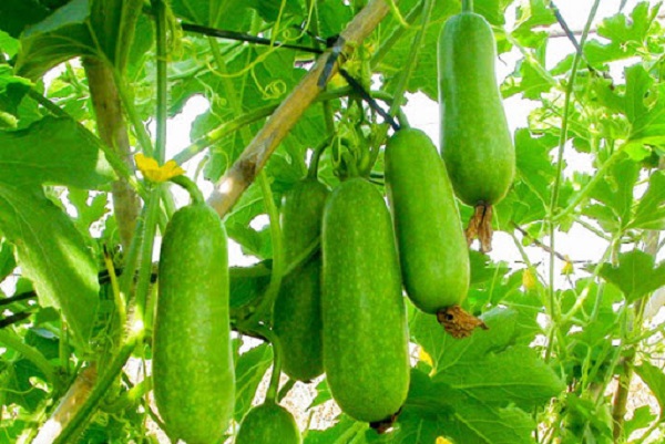 Bí đao còn có tác dụng giải độc từ các loại cá, tôm, rượu, làm giảm mỡ tích tụ trong cơ thể