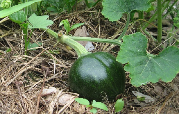 Nên trồng cây vào buổi chiều mát khi nắng đã tắt