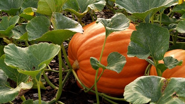 Bón phân hợp lí sẽ giúp cây phát triển tốt hơn