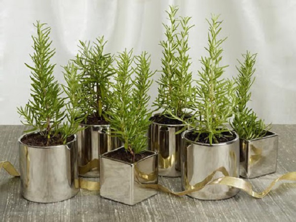 Cây hương thảo là loại thảo mộc có rất nhiều tác dụng tốt đối với con người