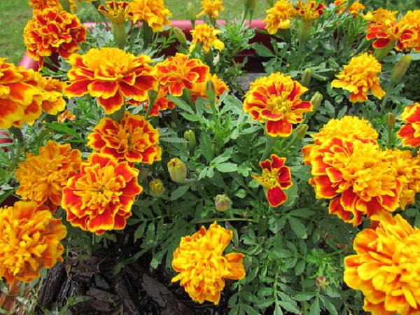 Hoa vạn thọ có 2 loại chính để các bạn lựa chọn