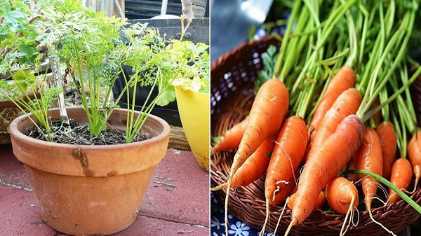 Lượng ánh nắng cây hấp thụ sẽ ảnh hưởng đến việc tăng trưởng của cây