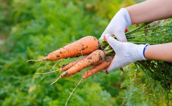 Để ý nhổ cỏ xung quanh cây cà rốt để cỏ không hút hết dinh dưỡng của cà rốt