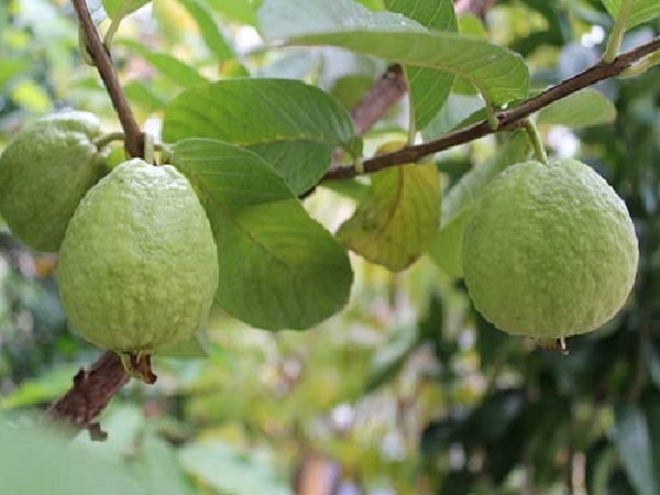 Để nước mưa không đọng lại ở gốc cây nên khi trồng để cho phần mặt bầu cao hơn mặt đất