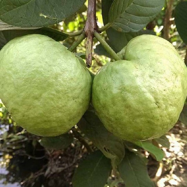 Cần chú ý cung cấp đủ nước cho cây trong 1 tháng đầu tiên sau khi trồng