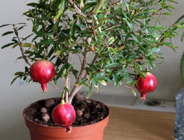 Việc chọn chậu thích hợp rất quan trọng đến sự sinh trưởng phát triển của cây trồng