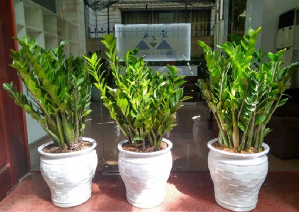 Cây kim tiền là loại cây ưa sáng nên hãy mang ra phơi nắng thường xuyên nhé