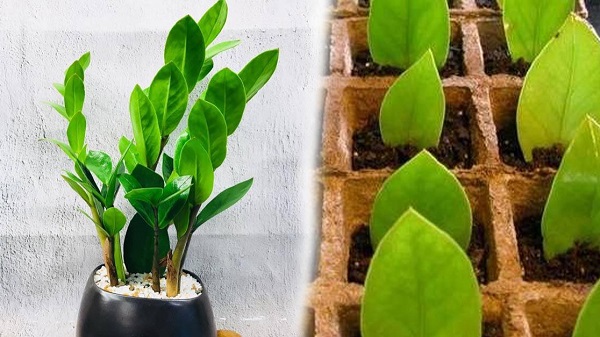 Mùa xuân khi tiết trời ấm lên là thời điểm thích hợp nhất để nhân giống