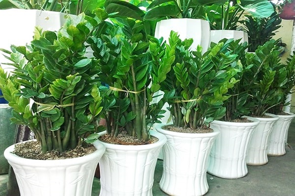 Cây kim tiền là loại cây cảnh mang lại may mắn, có nhiều ý nghĩa trong phong thủy