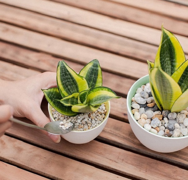 Thường người ta sẽ chọn những cây khỏe khoắn, không bị sâu bệnh mà nhân giống