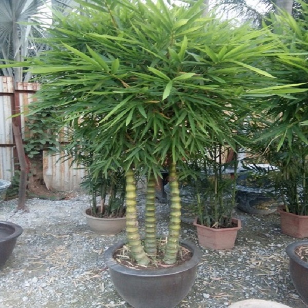 Cây trúc phật bà khá dễ trồng và không kén đất