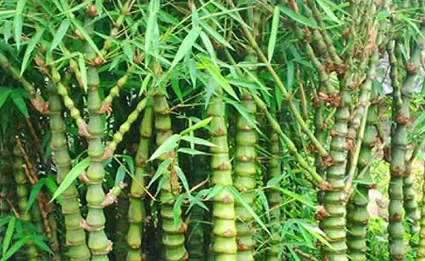 Kỹ thuật trồng cây trúc phật bà mang may mắn, thịnh vượng cho gia chủ