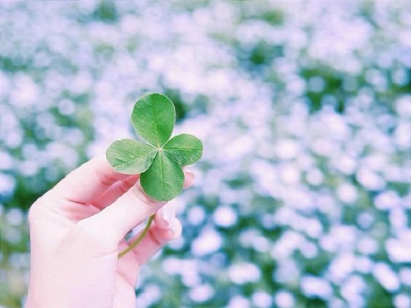 Công dụng tuyệt vời của cỏ ba lá đối với sức khỏe con người