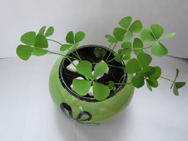 Cỏ 4 lá – loài cỏ mang lại may mắn và sức sống cho mọi người
