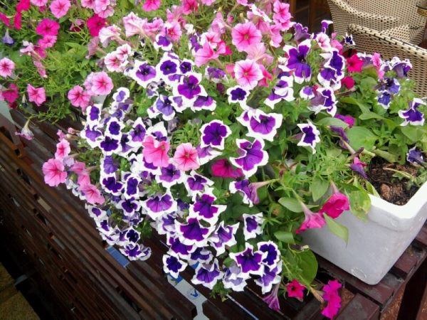 Do cây dạ yến thảo có vẻ ngoài xinh xắn ưa nhìn nên được chuộng trang trí nhà cửa