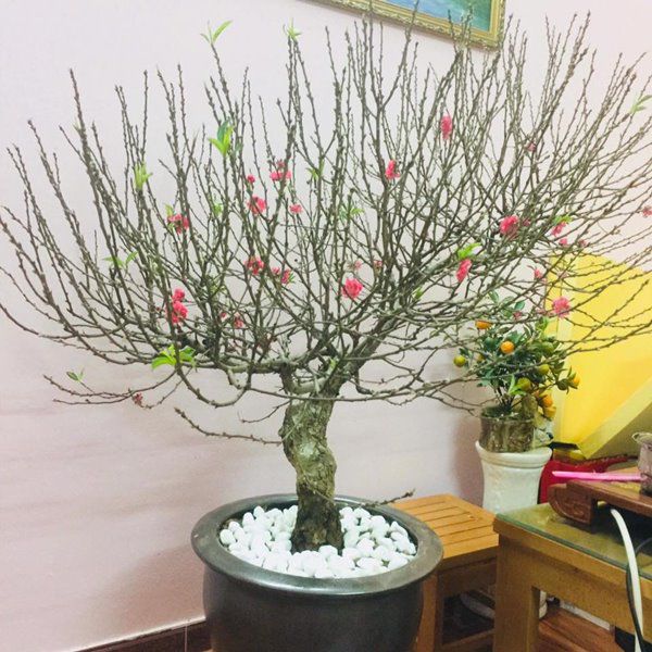 Lựa chọn loại đào phù hợp với phong tục tập quán của từng địa phương của mình