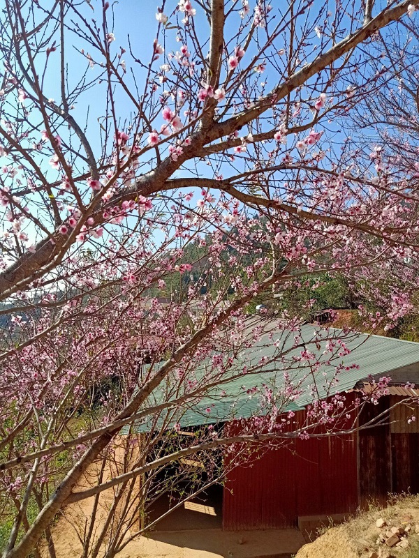 Tránh tình trạng ngập úng cho cây đào vì sẽ bị thối rễ dẫn đến chết cây