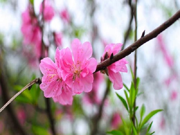 Sử dụng biện pháp thúc và hãm trong những trường hợp cần thiết