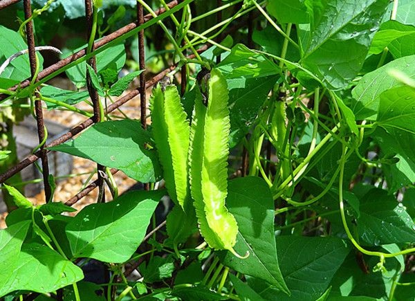 Trồng cây đậu rồng đơn giản không tốn nhiều công chăm bón vẫn cho năng suất cao