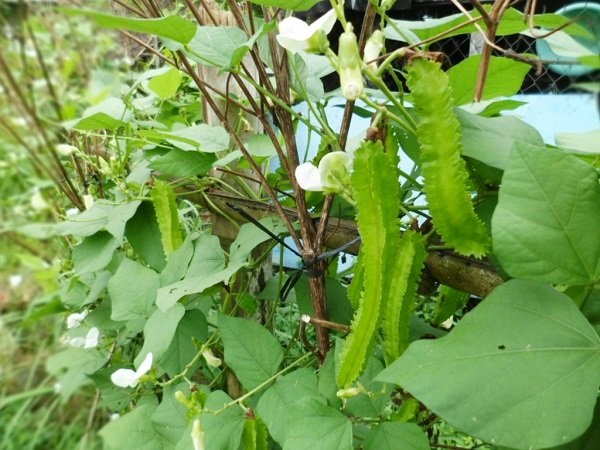 Bổ sung bón phân và tưới nước, vun xới gốc cho cây