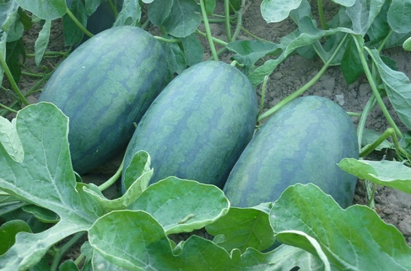 Quả dưa hấu còn có tác dụng ngừa ung thư