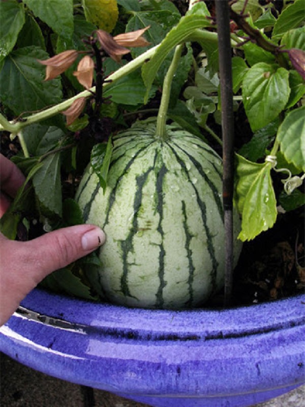 Chăm sóc đúng cách cây sẽ dễ dàng phát triển