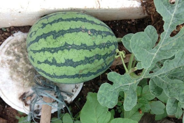 Quả dưa hấu là loại quả thân thuộc với người Việt Nam