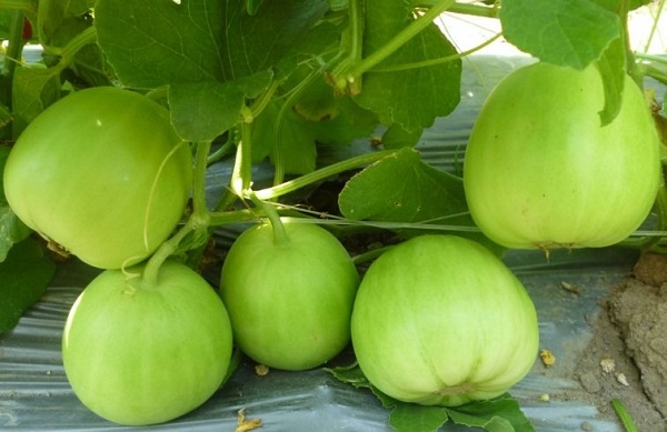 Cây dưa lê thích ứng với khí hậu rất kém