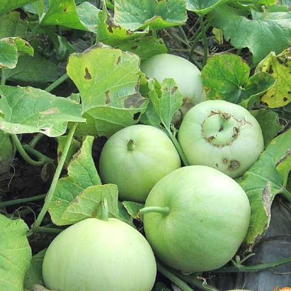 Bạn cần ngăn ngừa cũng như chữa trị nhanh chóng cho cây khi cây bị nhiễm sâu bệnh