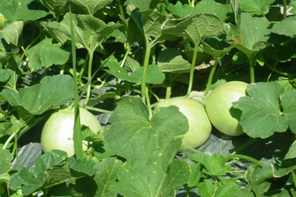 Quả dưa lê thanh mát giúp cơ thể giải nhiệt