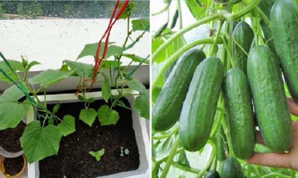 Nếu bạn trồng với quy mô lớn thì cần được chọn mua giống kỹ càng tại các địa điểm uy tín