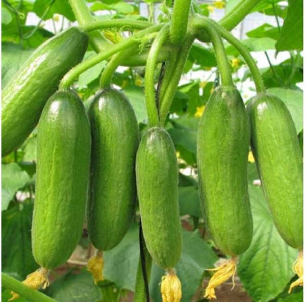 Ngăn chặn sự phát triển của sâu bẹnh hại để giúp cây sinh trưởng tốt hơn