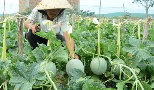 Nên trồng cây non vào buổi chiều khi nắng tắt