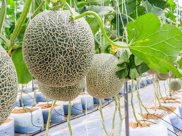 Khi quả lớn, nên chú ý đến việc treo quả, tránh để quả nặng làm gãy thân