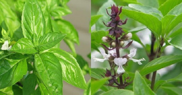 É có rất nhiều công dụng với sức khỏe con người