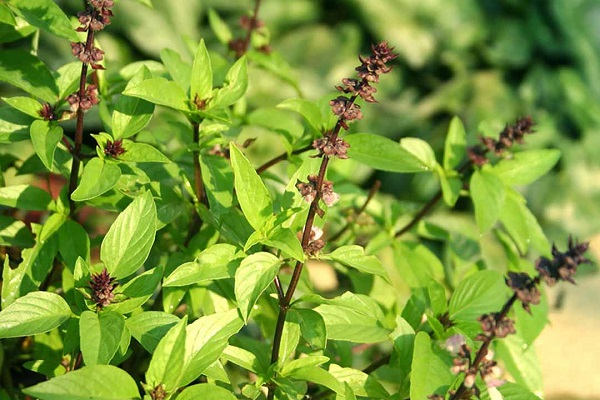 Ngoài việc sử dụng làm nguyên liệu nấu ăn ra thì é còn được dùng trong các bài thuốc đông y