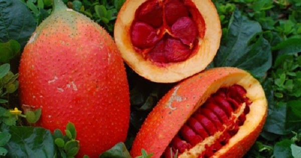Gấc có nhiều công dụng tốt cho sức khỏe con người
